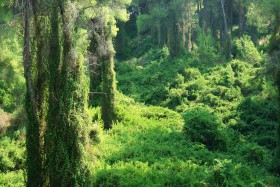 0305_Urwald