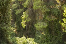 0306_Urwald2