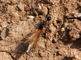 0308_Ameise_bei_der_Arbeit