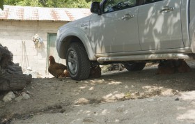 0311_Huehner_Damia
