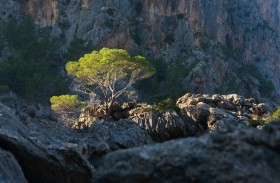 mallorca_11.jpg