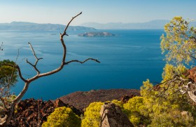 Dead Tree Branch on the Volcano