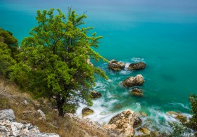Baum und Felsen am Meer