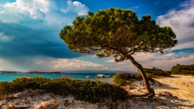 Chalkidiki - Vourvourou: een eenzame boom
