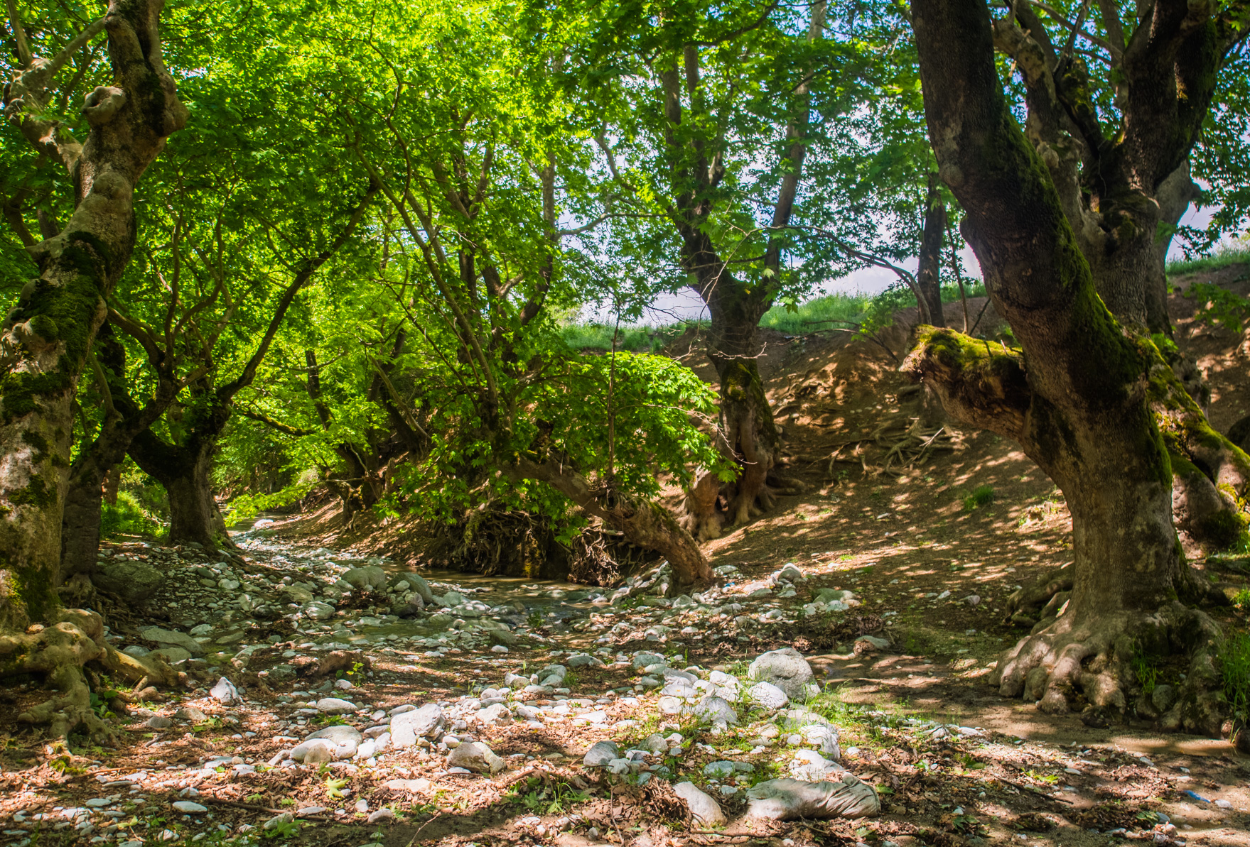 Αποτέλεσμα εικόνας για plane tree