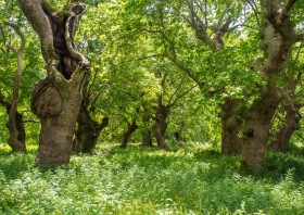 A lot of plane trees