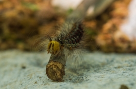 Hairy Fellow