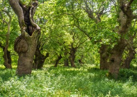 A lot of plane trees