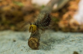 Hairy Fellow