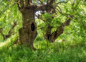 Plane Forest