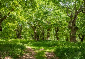 A lot of plane trees