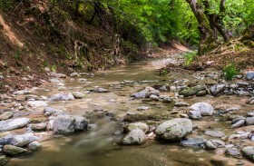 Creek in plane forest
