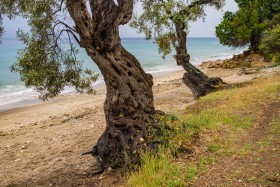 Olive Trees at the beach of Platania