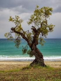 Olive Tree in Platania