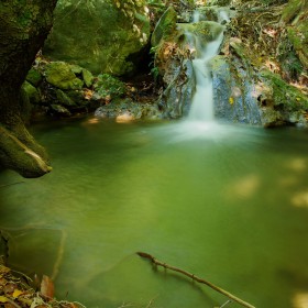 Little Creek in Magic Forest