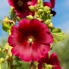 A nice flower on Skiathos