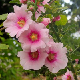 A nice flower on Skiathos